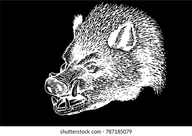 Graphical portrait of angry wild hog isolated on black background,vector