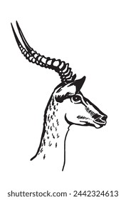 Graphical portrait of antelope on white background,vector illustration