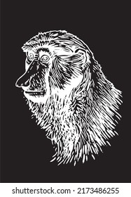Graphical portrait of baboon isolated on black , vector head of monkey, illustration