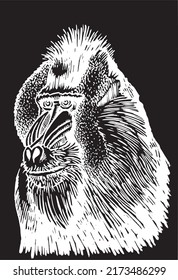 Graphical portrait of baboon isolated on black , vector head of monkey, illustration