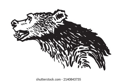 Graphical portrait of bear isolated on white background,vector illustration