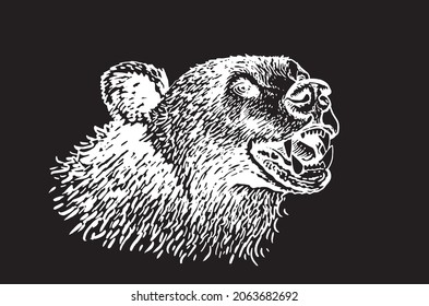 Graphical portrait of bear on black background,engraved  grin of stuffed bear , wild african animal,vector illustration	