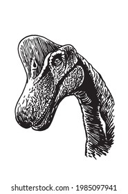Graphical portrait of Brachiosaurus isolated on white background, kind dinosaur vector illustration