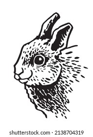 Graphical portrait of bunny isolated on white background,vector illustration,rabbit element