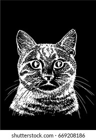 Graphical portrait of cat isolated on black background,vector,grisaille