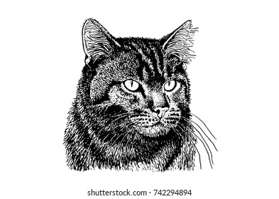graphical portrait of cat isolated on white background,vector illustration