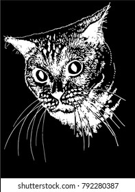  Graphical portrait  of cat isolated on black background, vector illustration