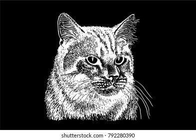 Graphical portrait  of cat isolated on black background, vector illustration