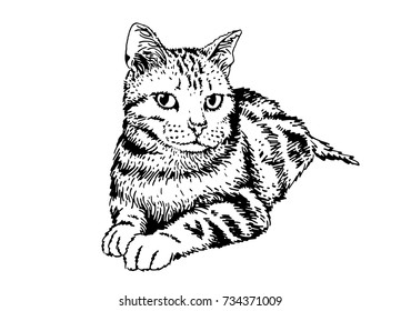 Graphical portrait of cat. Vector illustration for  printing and coloring
