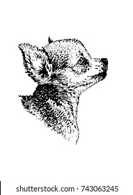 Graphical portrait of  chihuahua breed dog  isolated on white background,vector