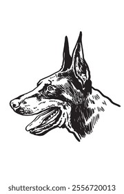 Retrato gráfico del perro de Dobermann en el fondo blanco, Ilustración vectorial