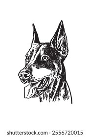 Retrato gráfico del perro de Dobermann en el fondo blanco, Ilustración vectorial