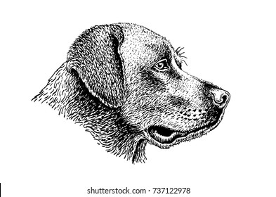 Graphical portrait of dog looking into the right,vector hand-painted illustration