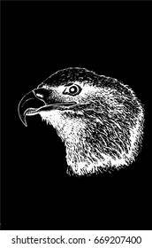 Graphical portrait of eagle isolated on black background,vector,grisaille