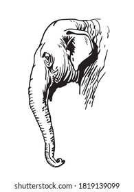 Graphical portrait of elephant isolated on white, vector illustration