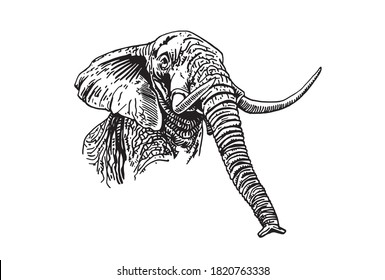 Graphical portrait of elephant isolated on white, vector 