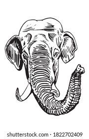 Graphical portrait of elephant isolated on white background, vector illustration