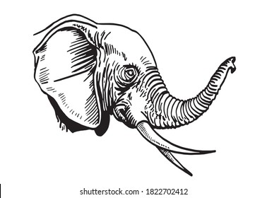 Graphical portrait of elephant isolated on white background, vector illustration