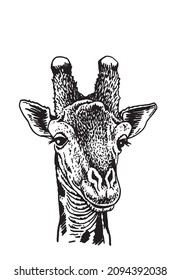 Graphical portrait of giraffe , African animal. Vector giraffe isolated on white