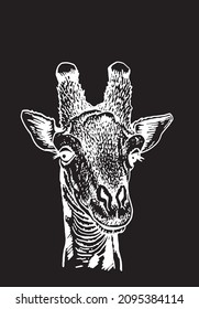 Graphical portrait of giraffe , African animal. Vector giraffe isolated on black