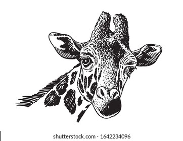 Graphical portrait of giraffe isolated on white background,vector illustration