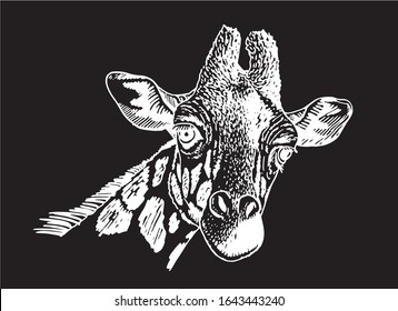 Graphical portrait of giraffe isolated on black background,vector illustration