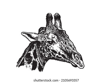 Graphical portrait of giraffe isolated on white background,vector illustration, Head of giraffe