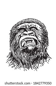 Grafisches Porträt von Gorilla einzeln auf weißem Hintergrund, Vektorgrafik