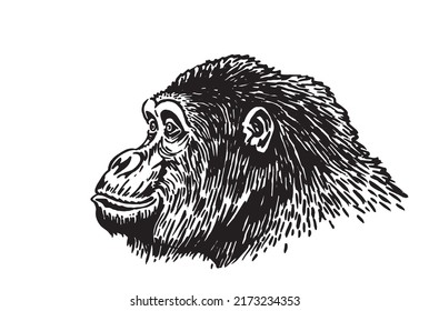 Graphical portrait of gorilla isolated on white , vector head of monkey, illustration