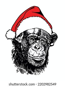 Graphical portrait of gorilla in Santa Claus hat isolated on white , vector head of monkey, illustration. Christmas element