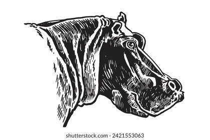 Retrato gráfico de hipopótamo sobre fondo blanco, ilustración vectorial