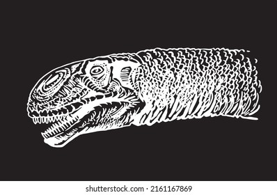 Graphical portrait of kind dinosaur diplodocus isolated on black,vector engraved  illustartion. Herbivorous dinosaur