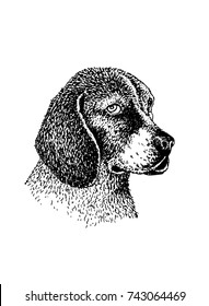 Graphical portrait of labrador dog isolated on white background,vector