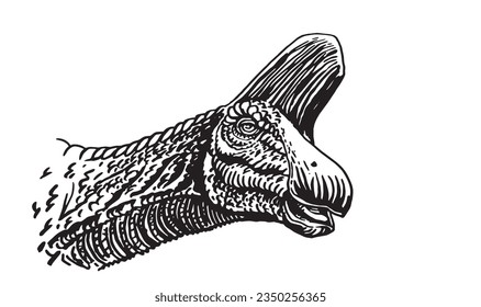 graphical portrait of Pachycephalosaurus isolated on white,vector illustration,dinosaur