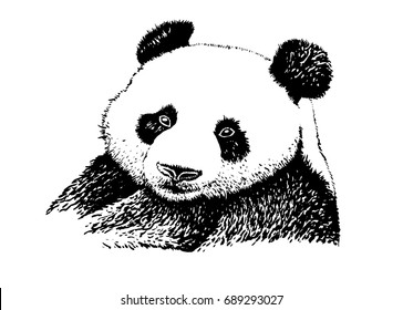 Graphical portrait of panda ,kind face.Vector