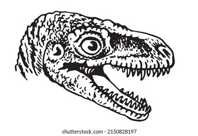 Graphical portrait of raptor isolated on white, vector dinosaur of jurassic period, illustration for educational books,printing and design