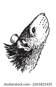Graphical portrait of rat isolated on white background,vector illustration. Rodent