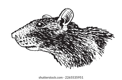 Graphical portrait of rat isolated on white background,vector illustration. Rodent