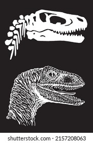 Graphical portrait  and skull of raptor  isolated on black background, vector illustration, dinosaur