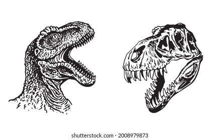 Graphical portrait and skull of tyrannosaurus isolated on white background,vector elements