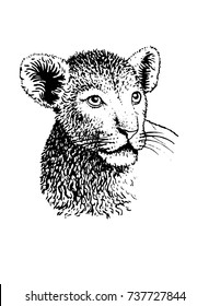 Graphical portrait of small lion isolated on white background,vector