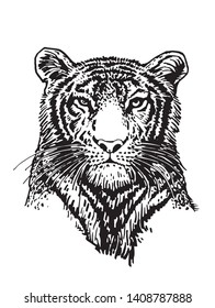 Graphical portrait of tiger isolated on white,vector illustration