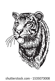 Tiger Head Wildcat Vector Illustration Stock Vector (Royalty Free ...