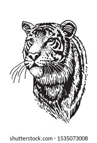 Graphical portrait of tiger isolated on white background,vector illustration  for tattoo and printing
