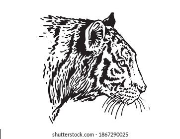 6,753 Sumatran tiger Images, Stock Photos & Vectors | Shutterstock