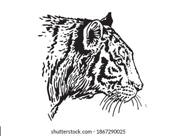 Graphical portrait of tiger isolated on white background, vector illustration, wild animal