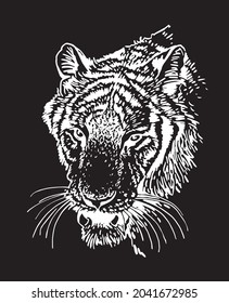 Graphical portrait of tiger on black background,vector engraved illustration,symbol of new year
