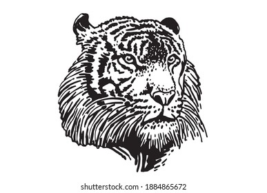 Retrato gráfico del tigre sobre fondo blanco, iluminación vectorial