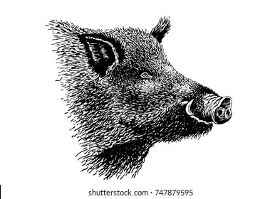 Graphical Portrait Of Wild Hog Isolated On White Background, Vector Illustration