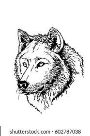 Graphical  portrait of wolf isolated on white background. Vector sketch for tattoo, coloring and printing